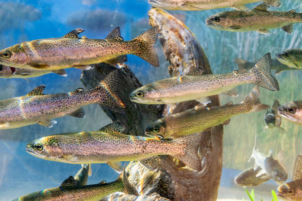 Juvenile salmon smolts released into Puget Sound waters during Seattle fishing season