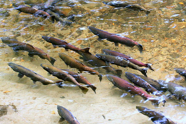 King salmon spawning in shallow freshwater stream near Seattle, Washington